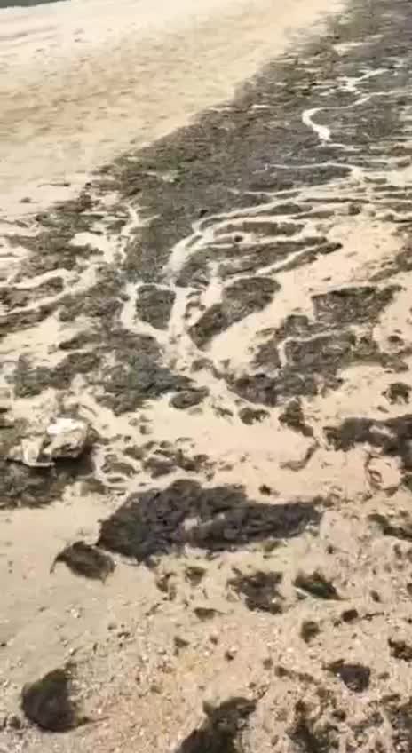 В Анапе наблюдается увеличение водорослей на пляжах