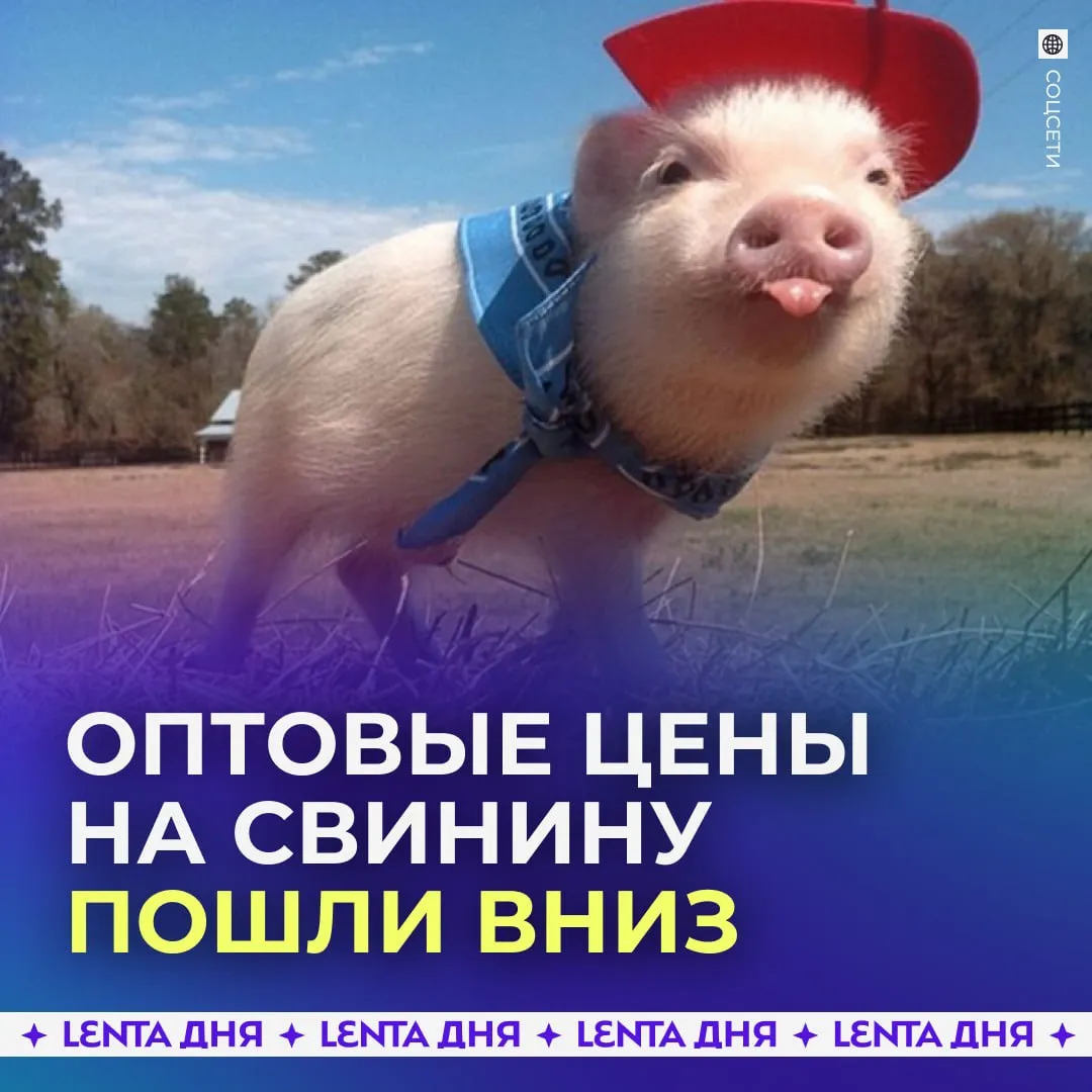 Свинина заметно подешевела За последнюю неделю апреля оптовые цены на мясо снизились сразу на 15 22 по сравнению с прошлым годом Дешевле стали разные части полутуши окорок лопатка и грудинка Эксперты связывают это с ростом производства внутри страны и более сдержанным спросом со стороны покупателей Заметили спад цены Подпишись на Ленту дня в МАКС
