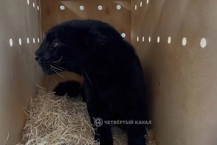 Дальневосточный леопард родившийся в Екатеринбурге отправился жить в Казахстан по обмену Самка дальневосточного леопарда по имени Кара отправилась самолетом из Екатеринбурга в Казахстан Об этом в своем Telegram канале сообщает Международный аэропорт Кольцово Регистрацию Кара проходила в грузовом терминале В зоопарк Алматы она улетела бортом Red Wings Авиакомпания разместила Кару в специальном контейнере Чтобы девятимесячной Каре было спокойно и уютно в отсеке поддерживали нужную температуру сообщает в своем Telegram канале Четвертый канал Взамен в Екатеринбург из Алматы прибыли совы и два медведя тянь шаньский бурый и гималайский передает Четвертый канал Самка дальневосточного леопарда которой сейчас 9 месяцев родилась в Екатеринбургском зоопарке у мамы Шилки Обе имеют более темный по сравнению с сородичами окрас uralweb ru
