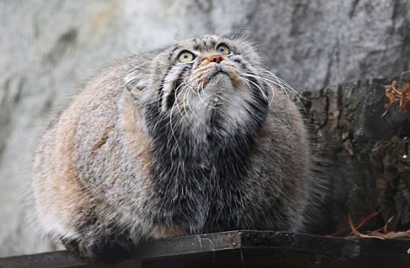 Зажировка официально вошла в метасловарь русского языка сообщили РИА Новости в Московском зоопарке Теперь у зажировки Тимофея есть не только смотрители и поклонники но и своя словарная статья отметила гендиректор зоопарка Светлана Акулова Раньше слово было профессионализмом которым пользовались зоологи и киперы Его также употребляли при рассказе о подготовке известного манула к зиме Термин быстро подхватили журналисты и горожане Фото Владимир Гердо ТАСС Подписывайтесь на BFM И в MAX