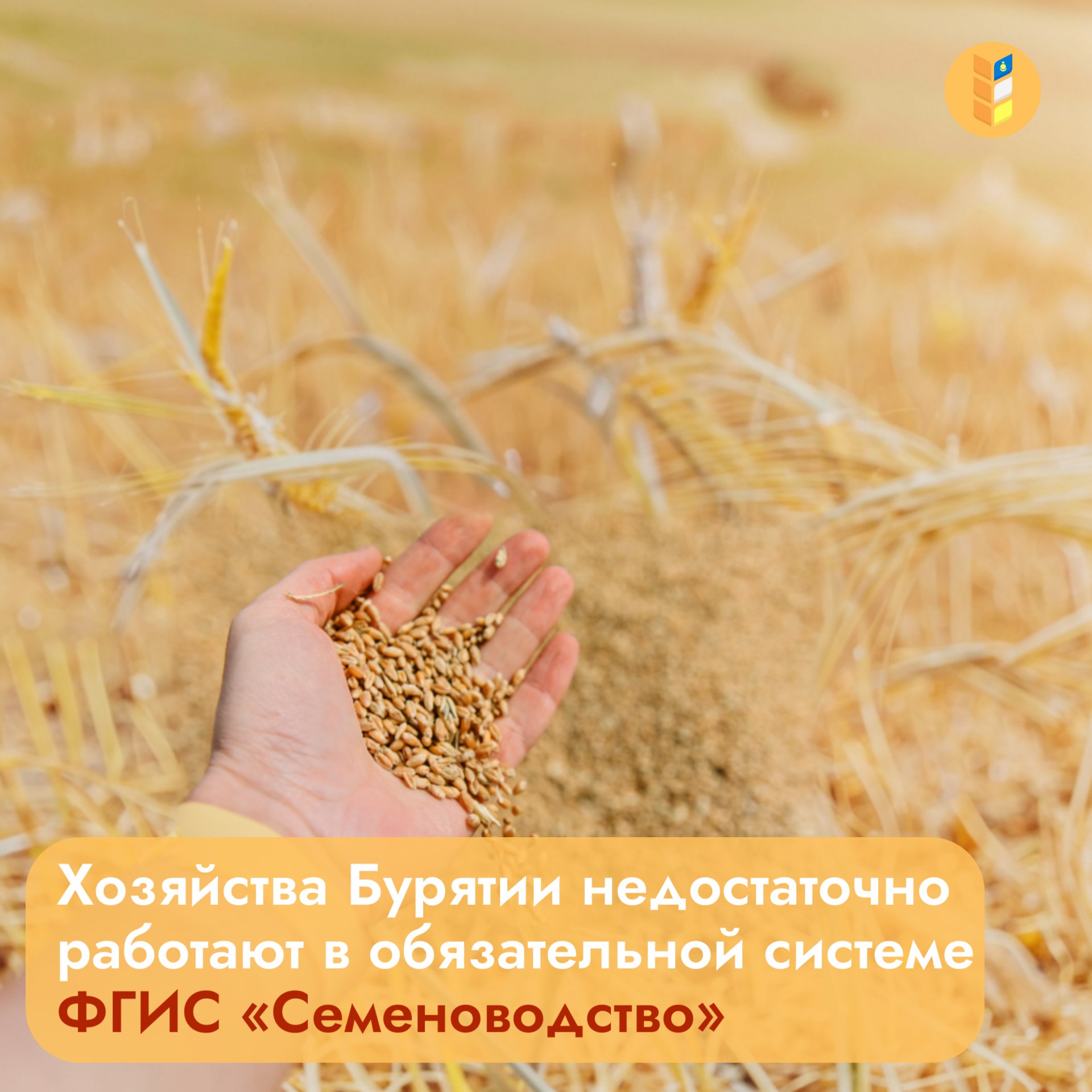 Хозяйства Бурятии недостаточно работают в ФГИС "Семеноводство" Об этом в ходе доклада доложил руководитель Россельхозцентра Намжил Мардваев. Так, Бурятии зарегистрировано только 75 сельхозпроизводителей, хотя участие в системе обязательно для всех. Также выявлены несоответствия в данных: остатки семян в системе не обновлены после посевной. Россельхозцентр передаст информацию в Россельхознадзор для проверки хозяйств, не внесенных в систему, и поможет с корректным внесением данных Для консультаций можно обратиться в региональный Россельхозцентр по телефону +7 301 223-28-04