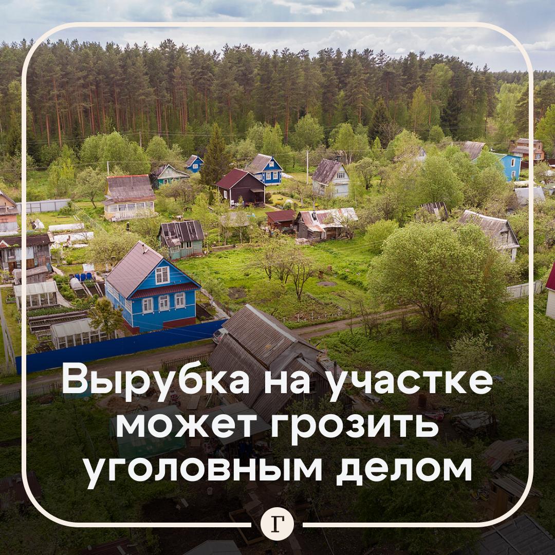 В Госдуме напомнили о штрафах за вырубку деревьев на дачном участке. В Госдуме напомнили: за самовольный спил без разрешения грозит штраф до 500 тыс. рублей, а в некоторых случаях — уголовное дело. Штрафы: Физлица: 3-5 тыс. руб.; Должностные: до 50 тыс. руб.; Юрлица: до 500 тыс. руб. Когда можно без разрешения: Дерево аварийное или угрожает постройкам; Засохло или поражено вредителями; Посажено самим владельцем. Нельзя рубить без согласования: Дуб, ясень, клен, вишню и другие охраняемые породы; Деревья на участках, попадающих в лесной фонд; Деревья с гнездами краснокнижных птиц. Подписывайтесь на «Газету.Ru» Участвуйте в розыгрыше!