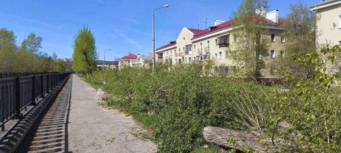 В Новоуральске стартовали работы по обновлению зеленых насаждений города. Они выполняются в рамках концепции озеленения «Необходимость обновления зеленых насаждений вызвана неудовлетворительным состоянием ряда деревьев, обусловленным заболеваниями и естественным износом, что требует их оперативной замены», — написал Вячеслав Тюменцев. На улице Заречной рабочие уже убрали старые тополя. На их месте высадят 60 крупномерных лип, адаптированных к городским условиям, и обустроят живую изгородь из кизильника вдоль тротуаров. Помимо этого, зеленые насаждения обновят по улице Победы, на бульваре Фоменко старые рябиновые деревья заменят новыми сортовыми деревьями, а в районе торгового центра «Территория» обустроят новый газон. страница главы Новоуральского городского округа Вячеслава Тюменцева в соцсети «ВКонтакте» Подписаться на «ОГ» Поддержать канал