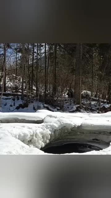 Инспекторы спасли самку марала из ледяной ловушки в Саяно-Шушенском заповеднике