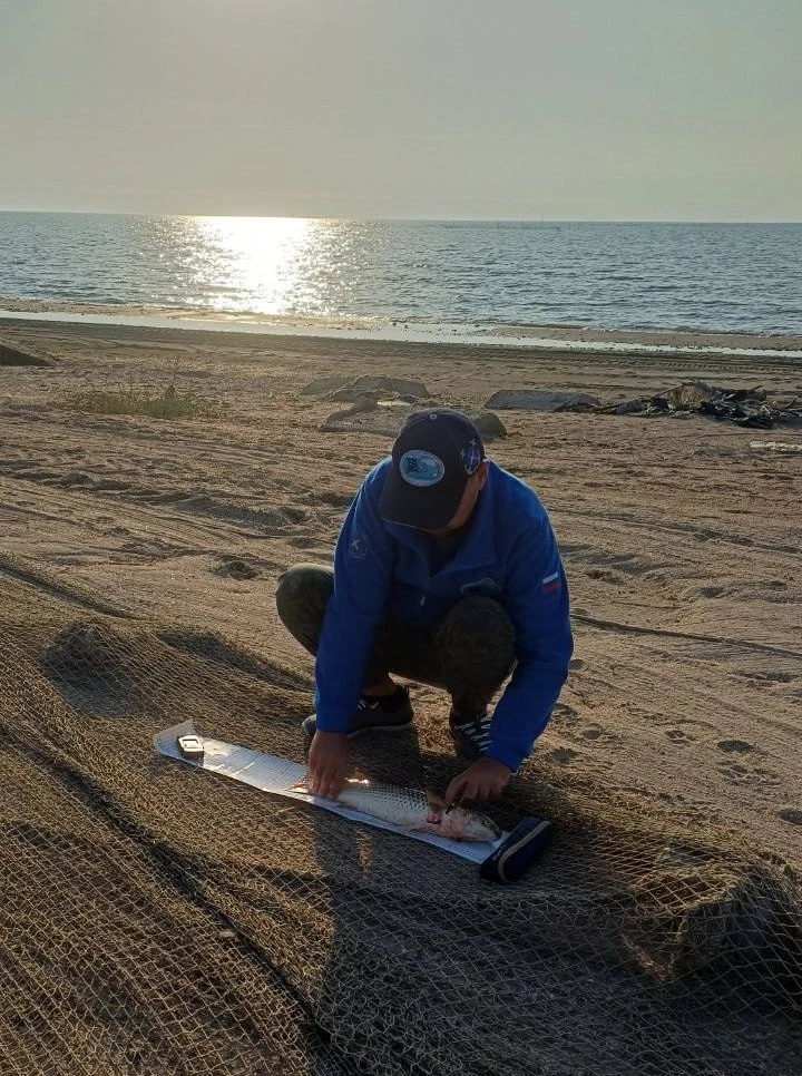 В Азовском море увеличился вылов пиленгаса В Таганрогском заливе и Азовском море вылов пиленгаса превысил прошлогодние показатели на 45 6 Об этом сообщили в пресс службе Азово Черноморского филиала ФГБНУ ВНИРО АзНИИРХ В связи с прогнозом развития сырьевой базы промысла в Азовском море до 2030 года который разработали учёные из за роста солёности Азовского моря прогнозируется снижение численности таких рыб как судак лещ тарань бычки тюлька Но при этом увеличивается доля моллюсков и пиленгаса Совокупная доля беспозвоночных и пиленгаса увеличивается в улове и составляет около 60 от общего вылова Фото АзНИИРХ ДОН 24 Подписаться в MAX