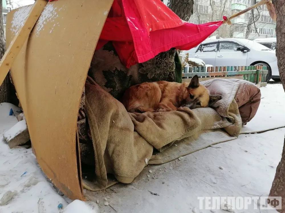 Заступился за племянника мужчину будут судить за стрельбу по собаке на глазах у детей Свидетелями преступления стали малолетние которые находились на детской площадке Прокуратура города Райчихинск направила в суд уголовное дело местного жителя стрелявшего в собаку Мужчине предъявили обвинение в жестоком обращении с животным повлекшем его увечье Преступление произошло на глазах у детей Как установило следствие в октябре прошлого года ранее не судимый амурчанин в присутствии малолетних находившихся на детской площадке два раза выстрелил в дворовую собаку из принадлежащего ему ружья Поводом к расправе стало то что собака облаяла его несовершеннолетнего племянника У обвиняемого отозвано разрешение на оружие ружье изъято и признано вещественным доказательством В соответствии с УК РФ за совершение указанного преступления грозит максимальное наказание в виде лишения свободы на срок до пяти лет отметили в прокуратуре Амурской области ТЕЛЕПОРТ РФ здесь все об Амурской области  Мы в МАХ  Написать нам