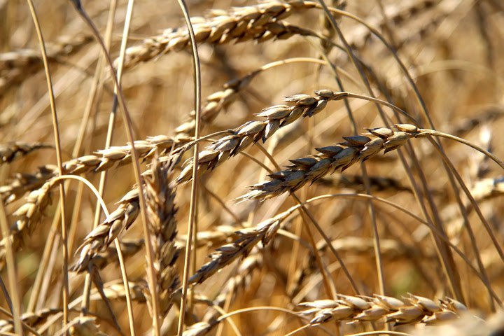 Режим ЧС ввели в семи районах Новосибирской области из за угрозы урожаю Режим чрезвычайной ситуации ввёден в Татарском и Сузунском районах Новосибирской области говорится в сводке регионального управления МЧС Местные власти приняли решения из за переувлажнения почвы и гибели посевов на площади более 100 га Кроме того режим ЧС с октября действует в Черепановском Убинском Венгеровском Колыванском и Куйбышевском районах На этих территориях тоже частично погибли посевы По итогам года в области рассчитывали намолотить 2 7 2 8 млн тонн зерновых и зернобобовых Подписаться Прислать новость Помочь бустами