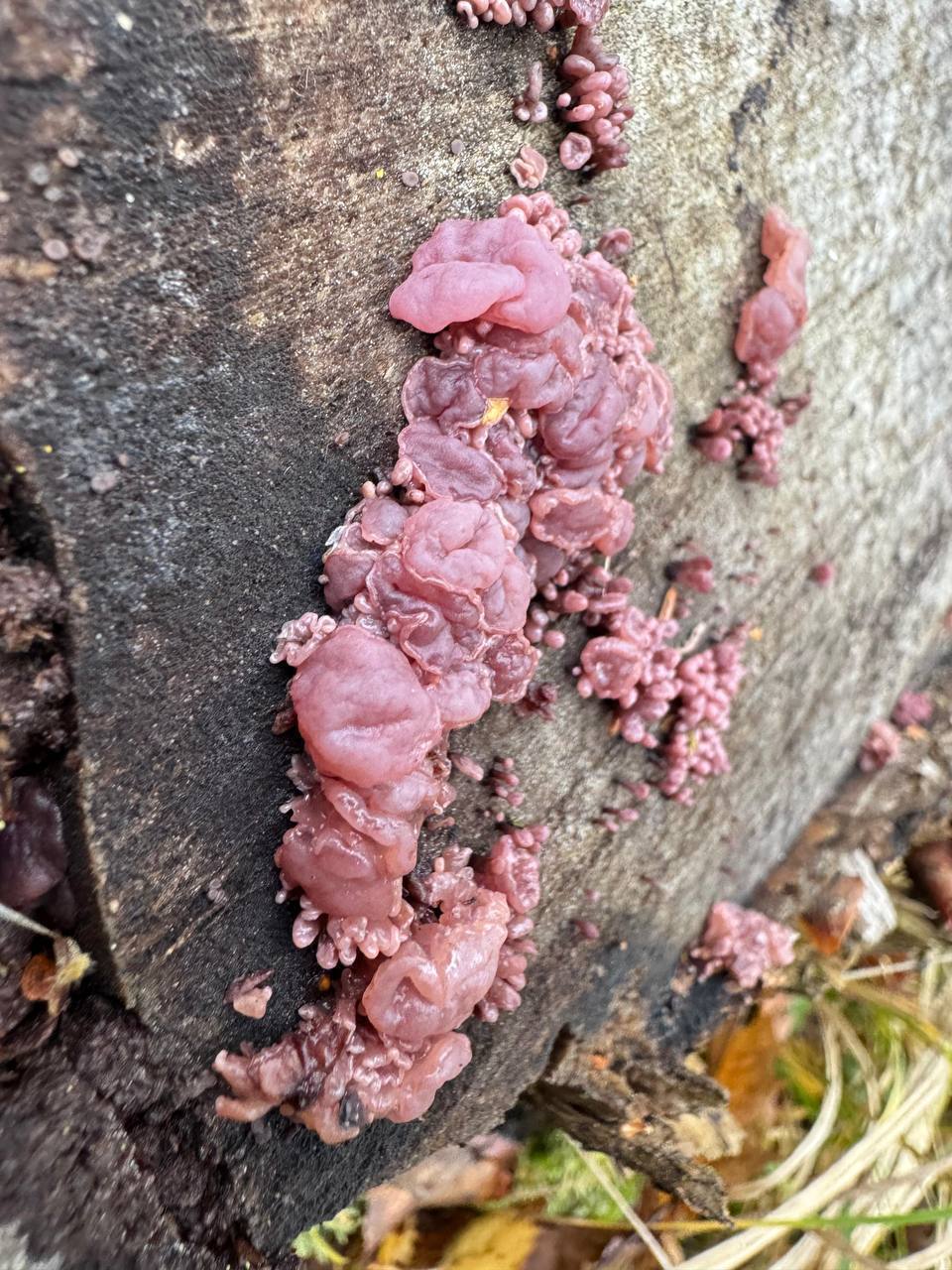 В Лосином Острове нашли редкий гриб напоминающий мясо аскокорина мясная Этот необычный гриб не пригоден в пищу Обычно он растёт на гниющей древесине и встречается редко Подпишись на нас в МАХ