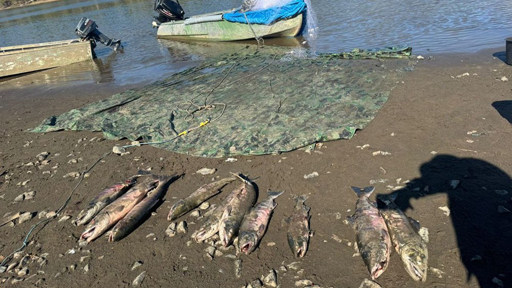11 членов ОПГ, обвиняемых в незаконной добыче водных биоресурсов, будут судить в Хабаровском крае Организатором группы выступил 32-летний житель села имени Полины Осипенко, который вовлёк в нелегальную добычу биоресурсов своих знакомых из Хабаровска, Комсомольска-на-Амуре и села Тополево Хабаровского района. Фото: Пресс-служба УМВД России по Хабаровскому краю Подробнее на сайте "Вести. Хабаровск"