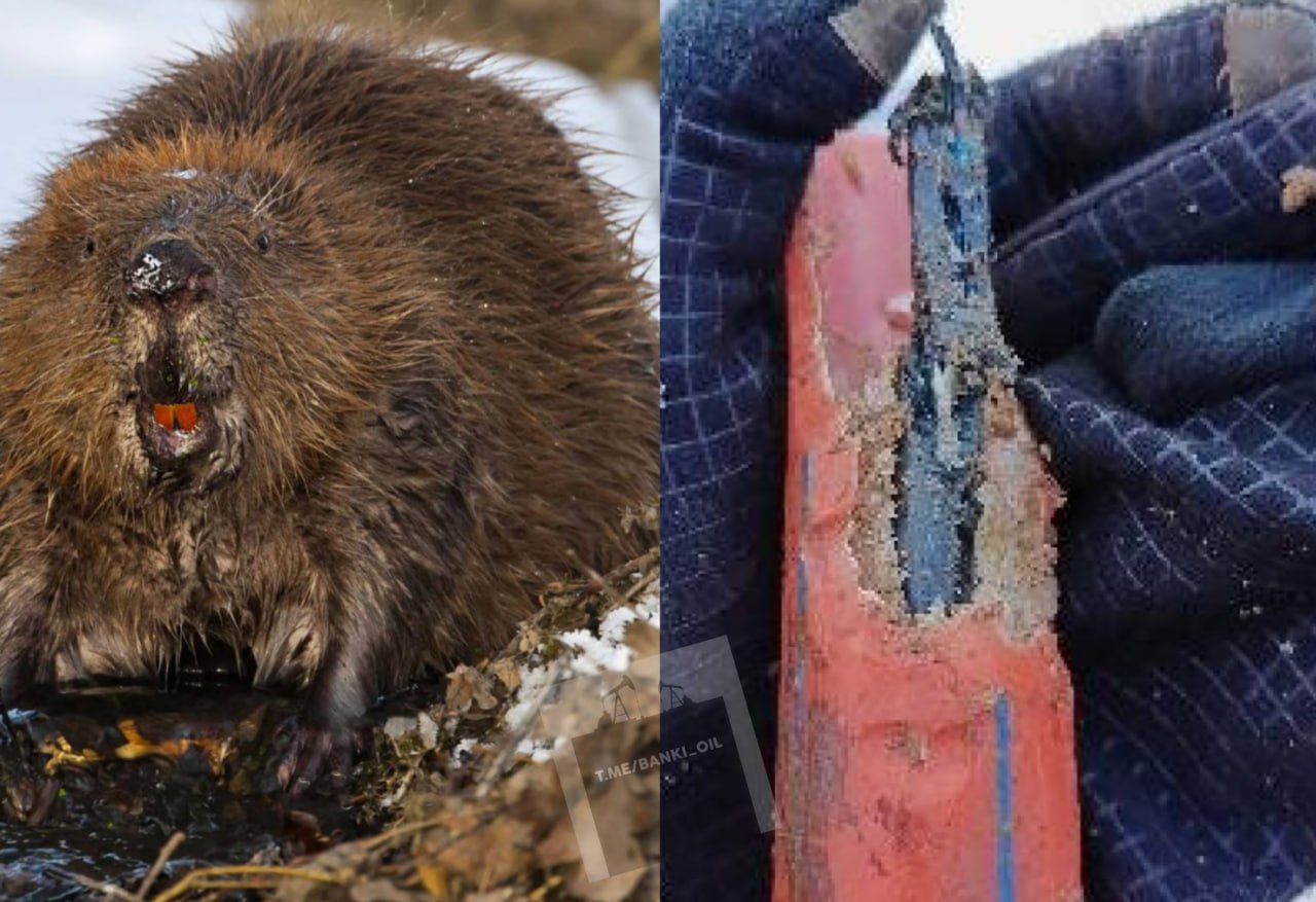 Бобры чуть не оставили без интернета 13 тысяч человек Они перегрызли магистральный кабель связи в овраге в Архангельской области Специалистам пришлось выезжать на место аварии ночью и срочно прокладывать 110 метров нового кабеля banki oil