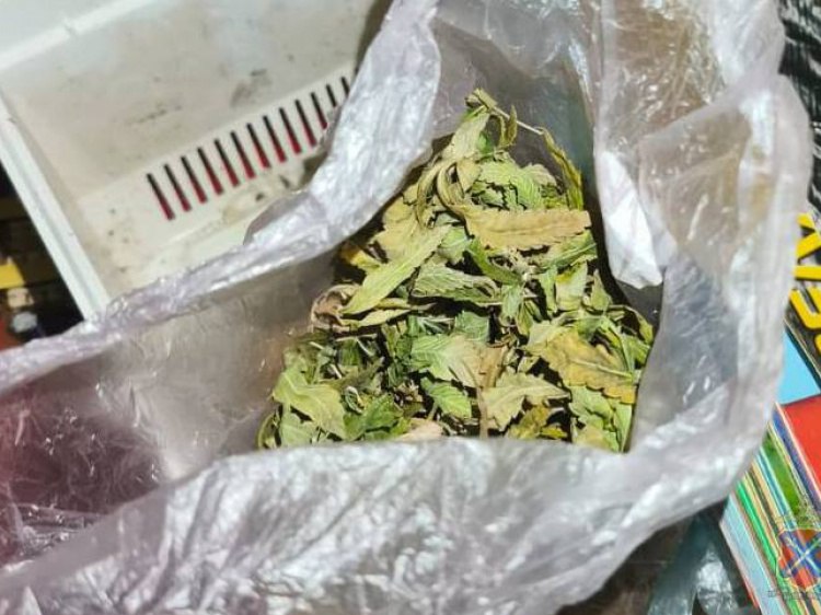 Собирал дичку волжанин попался на изготовлении и сбыте марихуаны В Волжском полиция задержала 52 летнего местного жителя причастного к незаконному обороту растительных наркотиков Волжанин был задержан оперативниками из отдела наркоконтроля 18 ноября по подозрению в покушении на сбыт Как сообщили Волжский ру в пресс службе ГУ МВД по региону на дачном участке и в гараде мужчины в ходе обысков нашли более 162 г частей растений конопли а также более 278 г готовой марихуаны Установлено что волжанин собирал дикорастущие растения изготавливал наркотик и сбывал его знакомым путем личной передачи Задержанный в содеянном сознался В отношении него возбуждено уголовное дело по ч 3 ст 30 ч 4 ст 228 1 УК РФ Подробнее на Волжский ру www volzsky ru index php wx 16 wx2 81940 ВолжскийРу волжский vlz