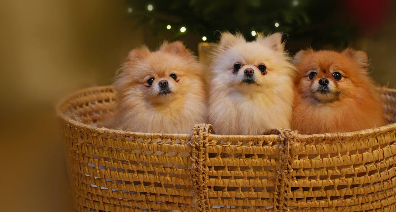 Немецкий шпиц стал самой популярной у россиян породой собак в 2025 году В тройку также вошли чихуахуа и вельш корги пемброк kazan