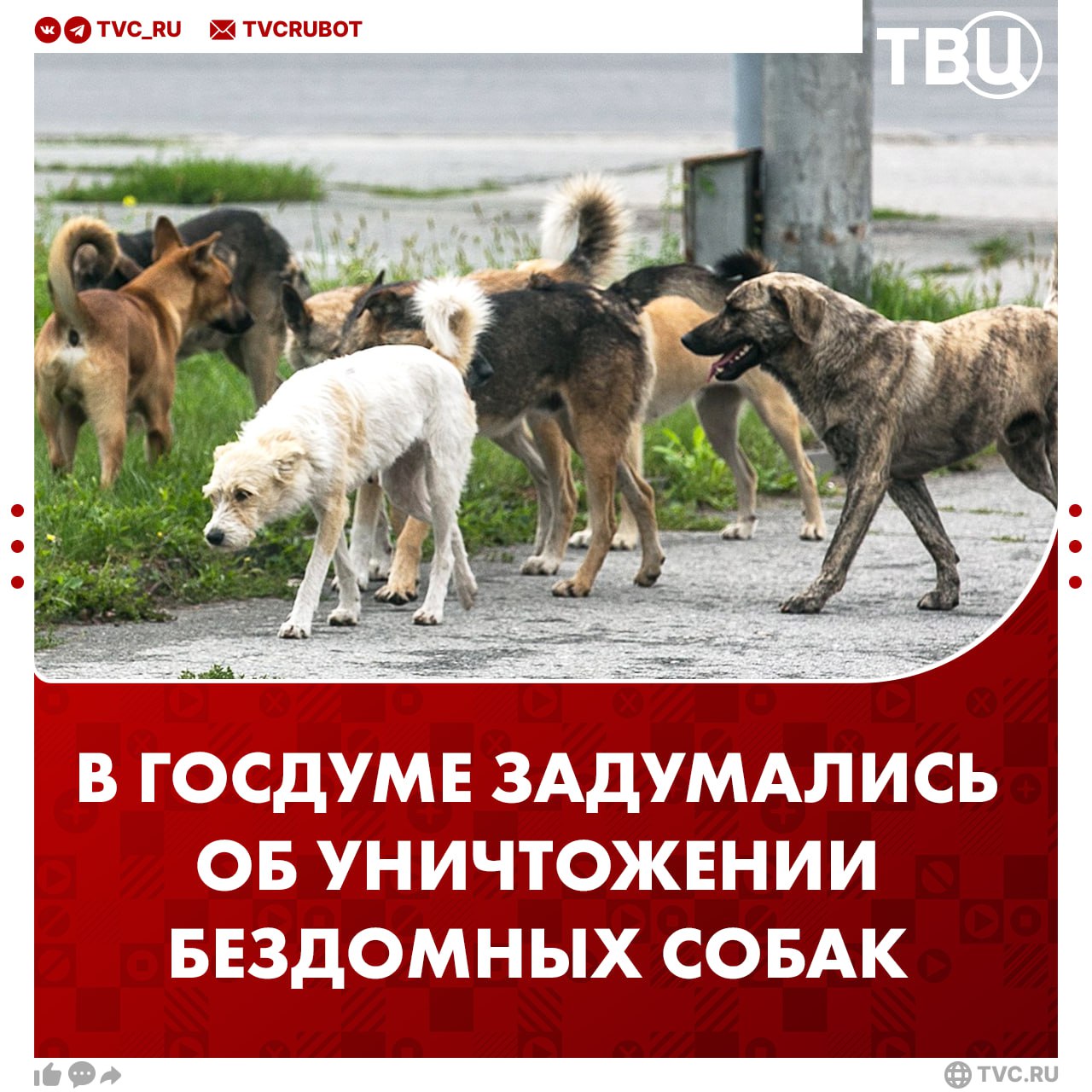 Уничтожать бездомных животных предложили в Госдуме По словам депутата Николая Валуева бездомная собака является чужеродным видом Он призвал уничтожать пойманных собак без ошейников или если не был найден хозяин животного Валуев отметил что построить необходимое число приютов не получится так как нет таких денег Подписаться на ТВЦ в MAX