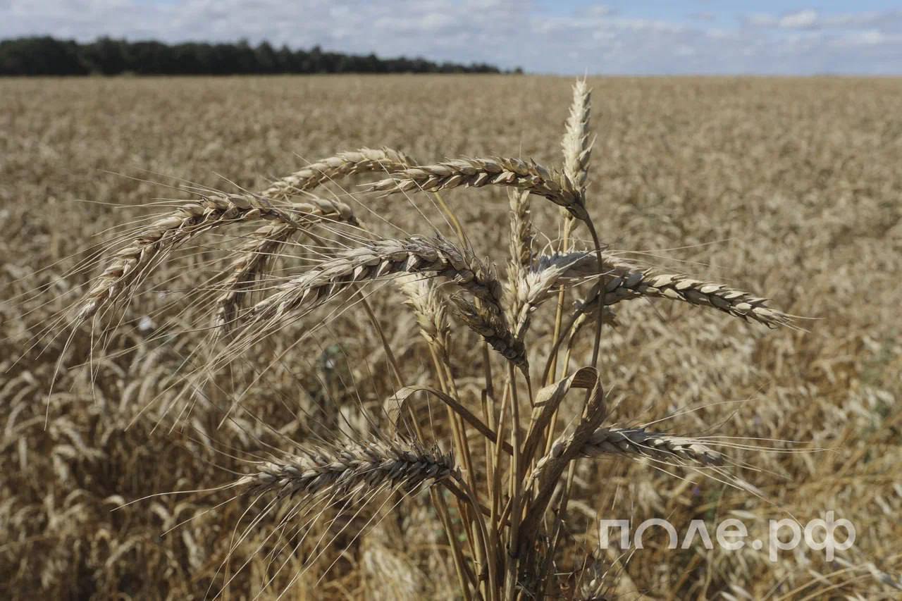 Объем мировой торговли пшеницей снизится на 7,4% — до 194 млн тонн в текущем сезоне. По данным ФАО ООН, причиной этому стало очередное снижение экспорта из России и закупок со стороны Турции. Производство пшеницы в 2025 году оценивается в 795 млн тонн, что на уровне прошлого года. В частности, прогноз для России не изменился и составляет 80 млн тонн. Однако неблагоприятные погодные условия и сокращение посевных площадей могут привести к сокращению объема по итогам года, подчеркнули эксперты. Подробнее.