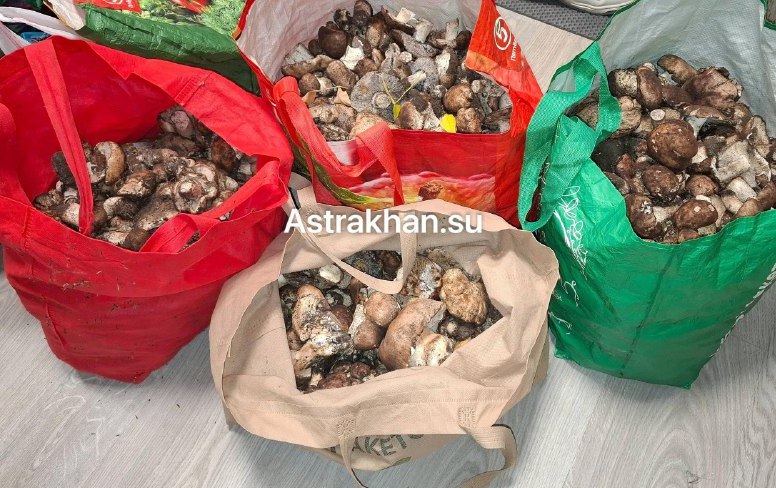 Места надо знать В Астраханской области стартовал сезон грибов Сезон тихой охоты начинается у самых соскучившихся по лесу с сентября сейчас же в середине октября астраханские леса начали радовать обилием грибов Где их искать Подробнее astrakhan su 335785
