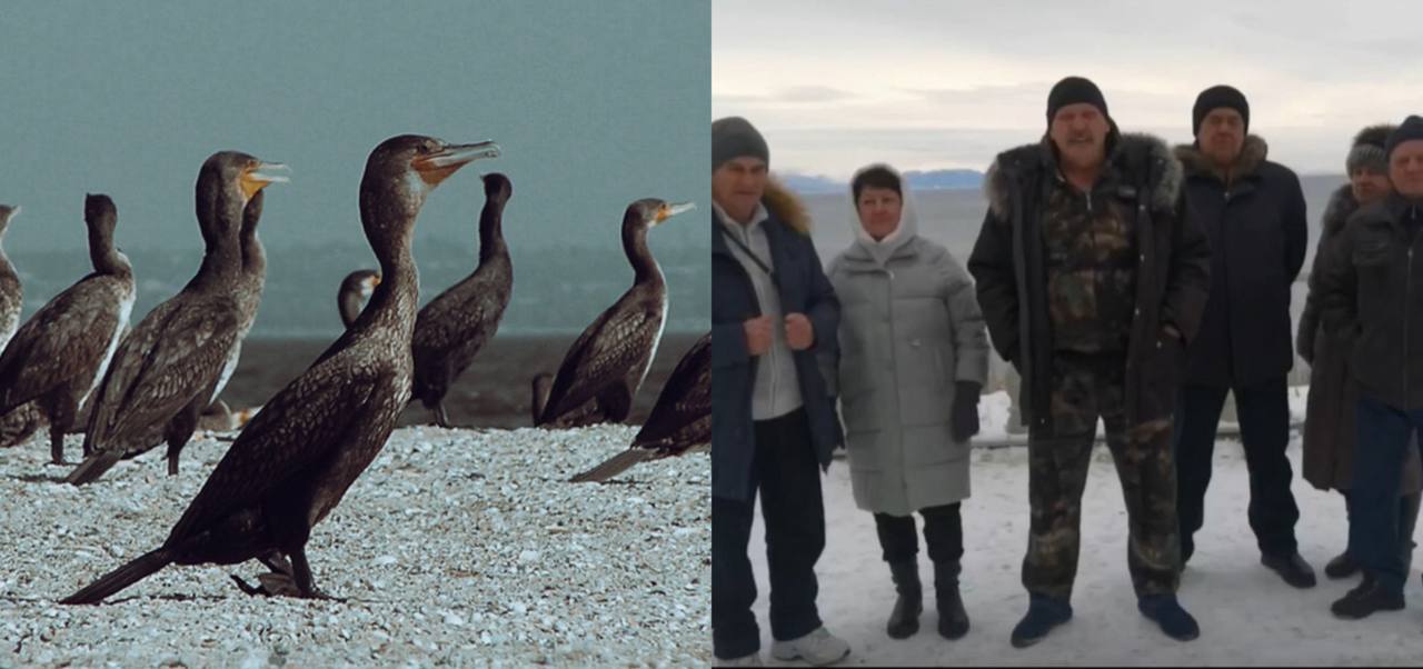 Глава Бурятии объявил об охоте на бакланов с помощью беспилотников В прямом эфире глава Бурятии Алексей Цыденов предложил решительные меры в том числе использование беспилотников для регулирования численности черного баклана который наносит значительный ущерб ихтиофауне Байкала Жители Северобайкальска рассказали о примерах массового уничтожения рыбы этим хищником По их словам живущие у Байкала не могут наловить рыбы даже на уху