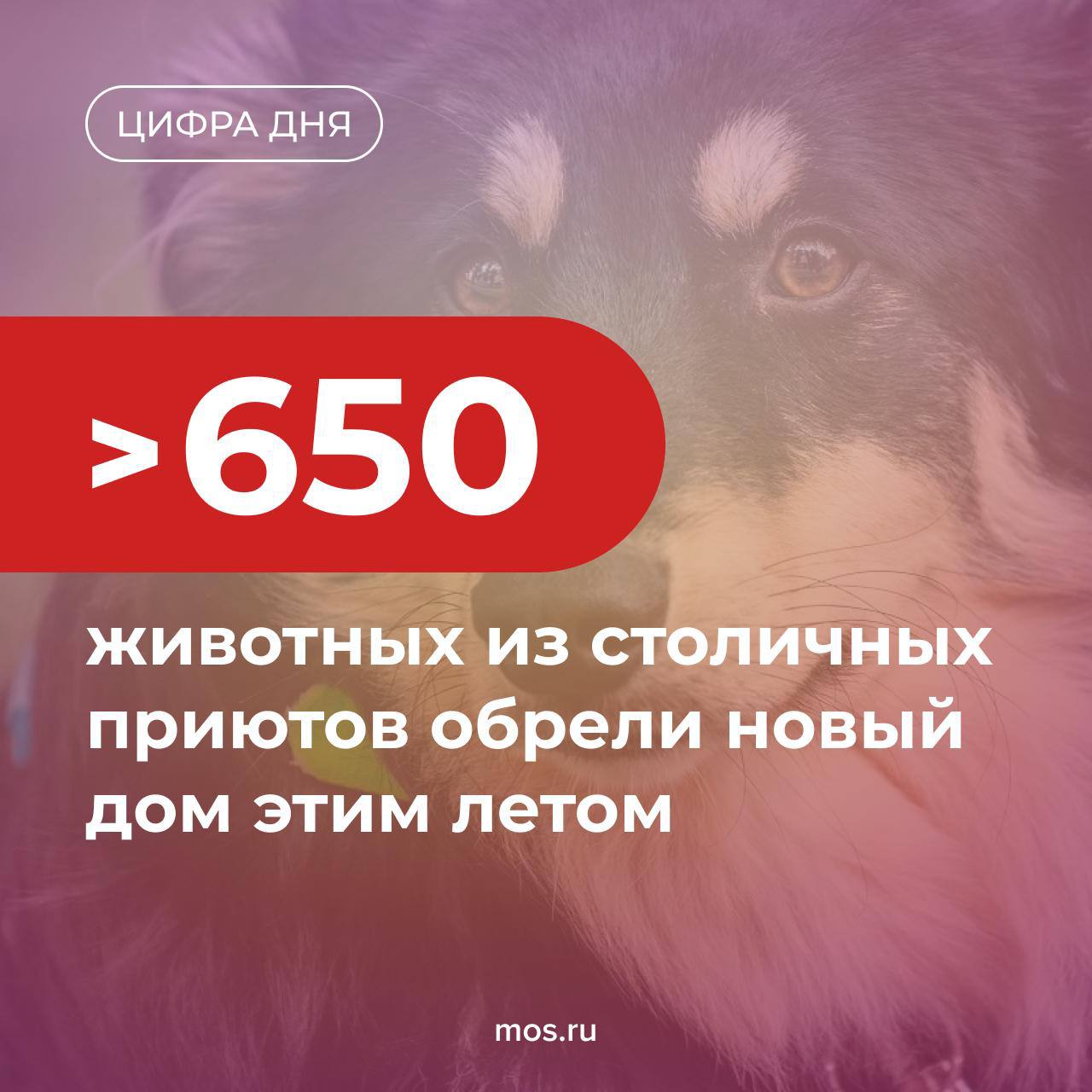 Этим летом любящих хозяев обрели 497 собак и 154 кошки из 13 городских приютов Питомцы находили семью в том числе на фестивалях и выставках Историями некоторых пушистиков которым посчастливилось стать домашними поделились в статье