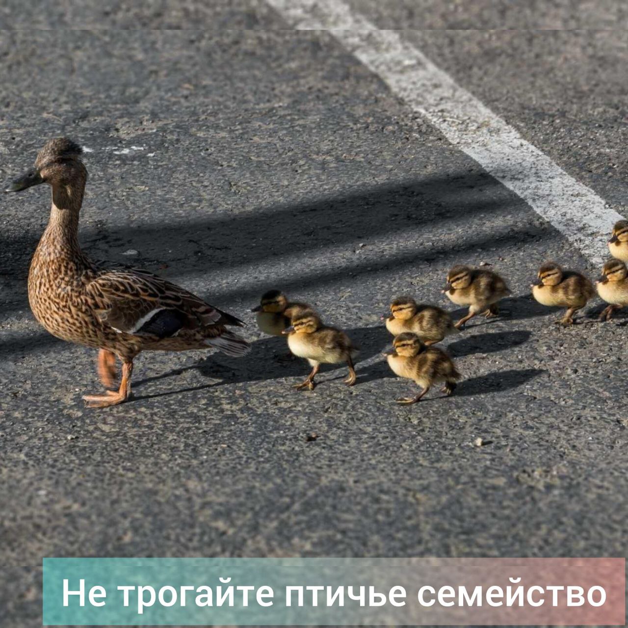 В амурское управление по охране животного мира начали поступать звонки от жителей области об утках с выводками утят на улицах городов и сел. В большинстве случаев людей интересует, что с ними делать, сообщает ведомство. Специалисты напоминают: помощь человека пернатым мамам с малышами не требуется. Лучшее, что можно сделать при встрече с утиным семейством — оставить его в покое. Только в минувшие выходные специалисты приняли около десятка звонков от жителей Благовещенска. На территории областного центра и вокруг него немало водоемов — к воде и ведут своих подросших птенцов мамы-утки. Тот факт, что ради этого им приходится выходить на дороги, проходить у домов и встречаться с людьми, птиц волнует мало. "Это ежегодное явление. Утки для своих гнезд выбирают максимально укромные места, порой очень далеко от ближайшего озера или пруда. Когда птенцы подрастают, мать ведет их к воде, иногда взлетая, чтобы осмотреть дорогу впереди. Именно в этот период птицы, в том числе "брошенные, одинокие" птенцы попадаются на глаза людям. Это очень хорошо, что у нас столько неравнодушных горожан. Однако, в данном случае лучшая помощь, которую могут оказать люди, – дать птицам возможность спокойно добраться до водоема. Не нужно спасать малышей, трогать их руками и тем более ловить", - пояснил исполняющий обязанности начальника управления по охране животного мира Приамурья Валерий Погасиенко. "Массовый исход" уток с утятами в Приамурье продолжается около двух недель. Фото управления по охране животного мира. #зейский_вестник