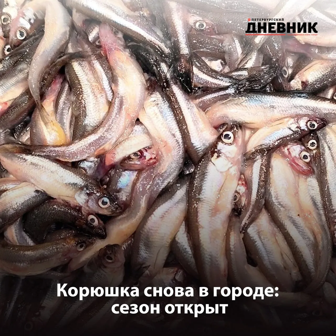 В Петербурге стартовал сезон корюшки С 15 апреля в городе официально начался сезон корюшки он продлится до 31 мая У петербуржцев и гостей города есть полтора месяца чтобы попробовать один из главных гастрономических символов весны Торговые точки с рыбой уже работают в разных районах их список регулярно обновляется и доступен в региональной геоинформационной системе Корюшку можно найти в частности на Васильевском острове в Выборгском Красногвардейском Московском и Центральном районах Фото Дмитрий Тимофеев Подписаться на Петербургский дневник в МАХ