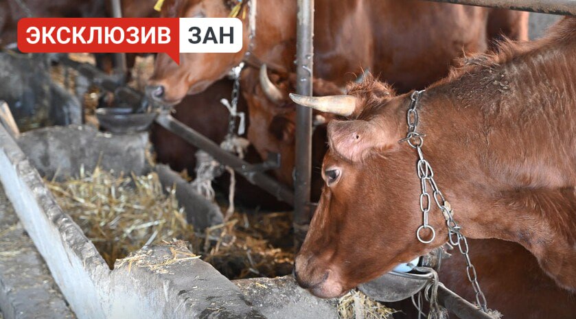 Более 80 предприятий задействовано в животноводстве на территории Запорожской области Более 80 животноводческих предприятий действуют на территории Запорожской области. Об этом в своем отчете перед Заксобранием Запорожской области сообщил и. о. министра АПК и продовольственной политики региона Андрей Сигута, передает корреспондент Запорожского агентства новостей. «В животноводстве в настоящее время задействовано 82 предприятия. Поголовье составляет: крупный рогатый скот — 38,2 тыс. голов, свиней — 197 тыс. голов, овец — 32 тыс. голов; птицы — 832 тыс. голов», — поделился Сигута. В своем докладе он рассказал, что фактическое валовое производство молока за 2024 год составило 61,7 тыс. тонн. В 2024 году запущено два птицеводческих предприятия. По итогам 2024 года производство товарного яйца составило 7,5 млн штук. Вся продукция реализуется на внутреннем рынке области. «В системе федеральной государственной информационной системе ФГИС „Меркурий“ зарегистрировано свыше 600 площадок пчеловодов. Также разработан проект по паспортам для пасек, который планируют реализовать с начала 2025 года. За 2024 год было сдано на реализацию более 2 тыс. тонн меда за пределы Запорожской области. Основные направления — Самара и Санкт-Петербург», — добавил и. о. министра. , VK и ОК и читайте новости на нашем сайте