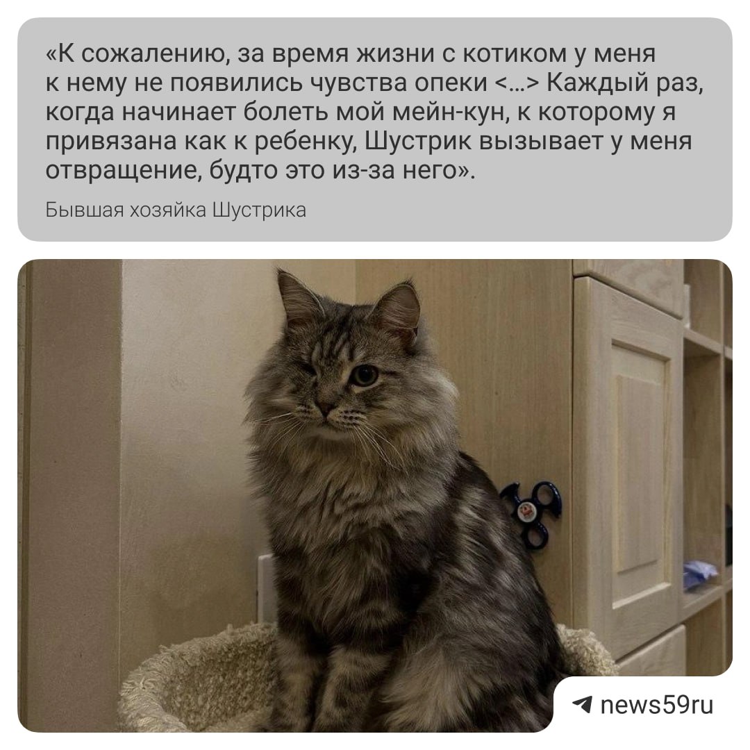 Одноглазый котик ищет дом уже во второй раз. Совсем недавно хозяйка питомца вернула его в приют. Впервые о котике стало известно в августе прошлого года. О нем написала владелица приюта «Муркот» Наталья Субботина. Он жил на улице неизвестно сколько времени и не боялся людей. Волонтеры пытались спасти малышу глаз, но врач сказал, что лечить там уже нечего — глаза просто нет. На время Шустрику улыбнулась удача — из приюта его взяла женщина. Но не смогла к нему привязаться. Дело осложняло и то, что котик часто болел, хозяйке было тяжело финансово. Сейчас Шустрик снова в приюте и ждёт нового хозяина. Подписаться Прислать новость