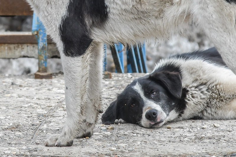 Красноярцы собрали 21 миллион рублей чтобы спасти собак от усыпления С 1 марта вступают в силу изменения в законодательство об обращении с бездомными животными Пойманную собаку будут доставлять в пункт временного содержания на 10 дней для осмотра и проверки на агрессию Спокойных особей после стерилизации и маркировки выпустят обратно на улицу Агрессивных же оставят в приюте на 30 дней и если за это время не найдется хозяин животное усыпят При этом с марта средства на пожизненное содержание собак из бюджета выделять перестанут Организатор сбора Ольга Амосова рассказала что на счета поступило шесть крупных переводов от 50 до 225 тыс руб Остальную сумму собрали небольшими взносами от 9 руб до 5 тыс Деньги пойдут на строительство вольеров для собак которые сейчас находятся в ООО Берег Теперь волонтерам нужно найти еще 20 30 млн руб на здание самого приюта Тормозит Телеграм Читай Newslab в MAX