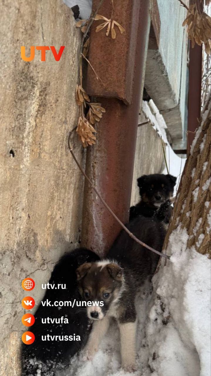 Неизвестные выбросили щенят у Гурьевского рынка в Уфе. Неравнодушные теперь ищут им дом  Уфимцы во время похода на оптовую базу наткнулись на «живую» коробку. Как оказалось, неизвестные выкинули пятерых щенят прямо у ворот Гурьевского рынка.  Жители не смогли пройти мимо малышей — они забрали их и пытаются пристроить.  «Выбросили щенят, совсем крохи. Всего боятся. Пытаемся пристроить, но тяжело идет. Приюты не берут, никто не хочет <...> Сейчас около дома в коробке держат их, пытаются пристроить», — рассказал уфимец.  Если вы хотите забрать какого-либо из найденышей себе или помочь с поиском дома, можете обратиться по номеру: 8-993-137-45-92.