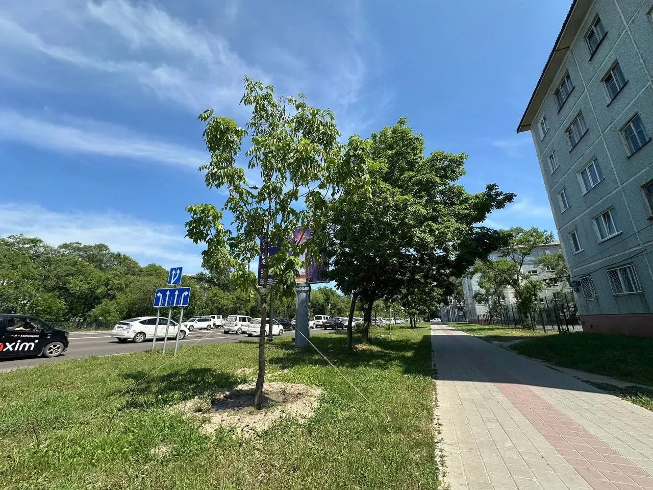 Сотни деревьев высотой 2,5 метра высадят в Благовещенске По словам главы города Олега Имамеева, постоянные обследования показывают, что многие деревья требуют омолаживающей, санитарной обрезки или вовсе удаления. Поэтому в столице Приамурья с этого года началась активная замена насаждений. Он рассказал, что за месяц было высажено 24 дерева: 5 сосен, 2 липы и 17 ясеней. Все деревья со сформированной кроной, корневой системой и высотой не менее 2,5 метра - так называемые крупномеры. Эту работу продолжат и осенью. Всего до конца года на улицах города высадят 128 таких деревьев. Места посадки определяют по нескольким критериям: необходимость замены старых насаждений или дополнительного озеленения, возможность посадки отсутствие подземных коммуникаций . На городские улицы добавят и кустарники - их высадят около 800. При этом в Благовещенске для повышения выживаемости посадок впервые используют "капельницы" с восстанавливающими препаратами. ТЕЛЕПОРТ.РФ – здесь все об Амурской области Написать нам