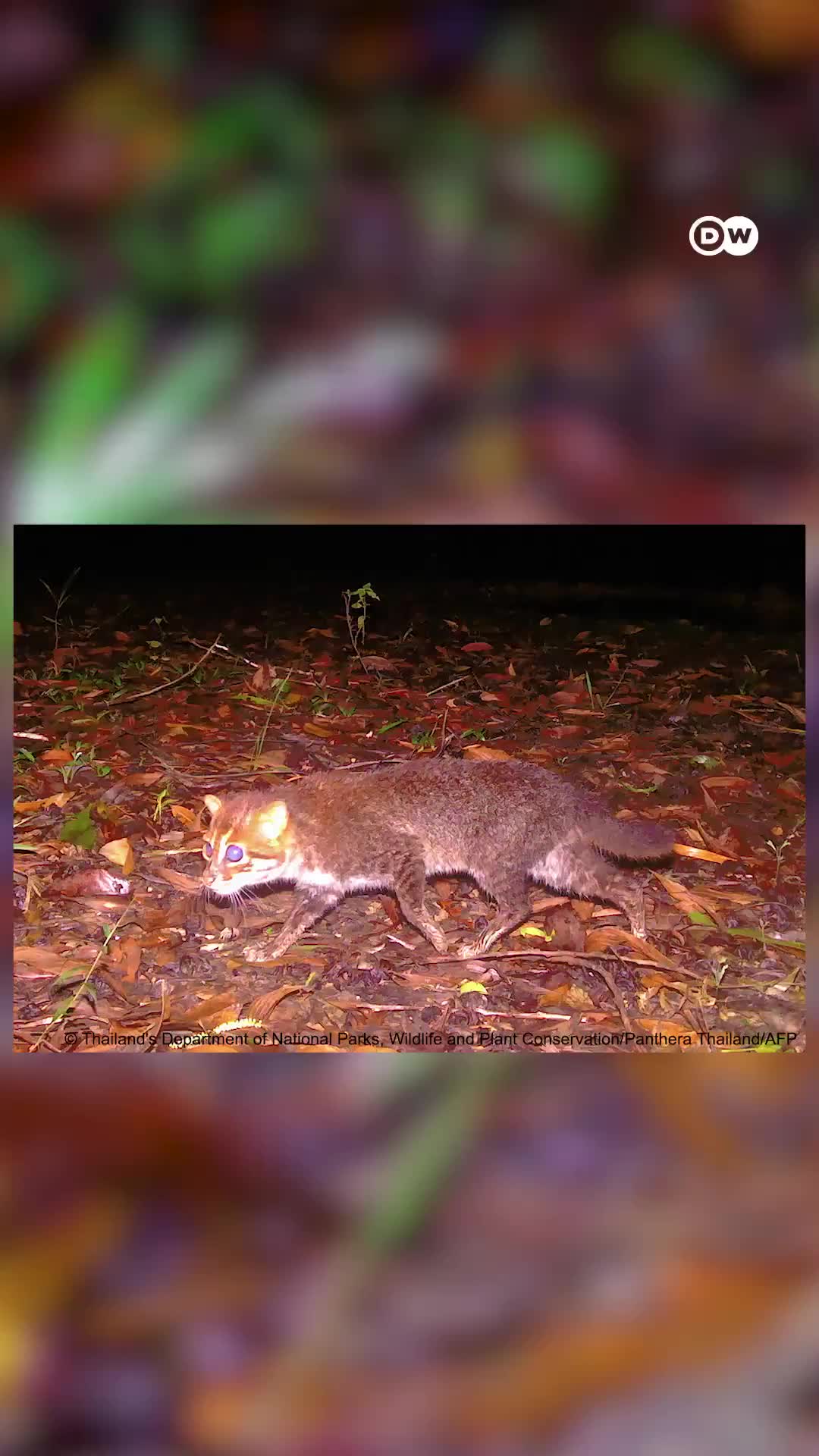 Редкая суматранская кошка вновь замечена в Таиланде после 30 лет отсутствия