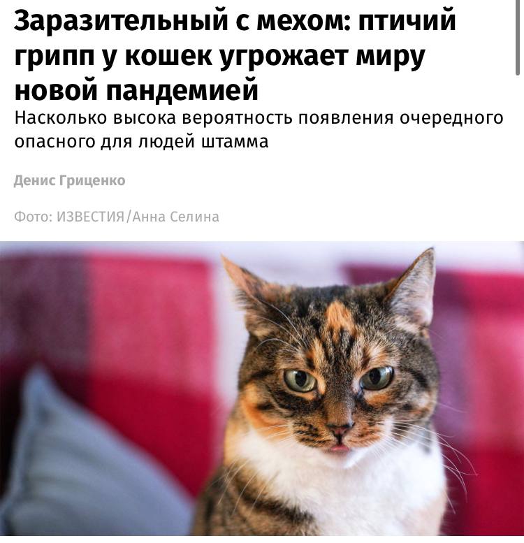 Вирус птичьего гриппа от кошек может перейти на людей и вызвать эпидемию, сравнимую с чёрной оспой, — Гинцбург. Летальность от H5N1 составляет 50–70%, при воздушно-капельной передаче чёрная оспа покажется игрушкой. В Минздраве же считают, что вирус скорее будет передаваться через птиц и свиней. Наш второй канал РУПОСТ 18+ Подписывайтесь.