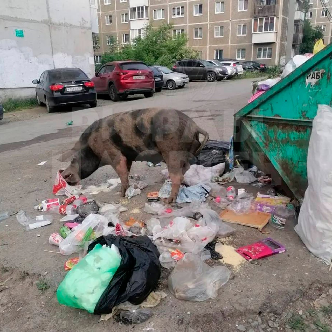 СВИНЬИ ЗАХВАТИЛИ СВЕРДЛОВСКУЮ ОБЛАСТЬ! Жители Ревды требуют очистить город от свиней Копытные гуляют по городу как у себя дома. Свинки переворачивают мусорки и захватывают детские площадки. Местные уверенны, что их терроризирует местный житель, который регулярно отправлять хрюшек на самовыгул. — ведут себя максимально по-свински... Рифмы и Морген