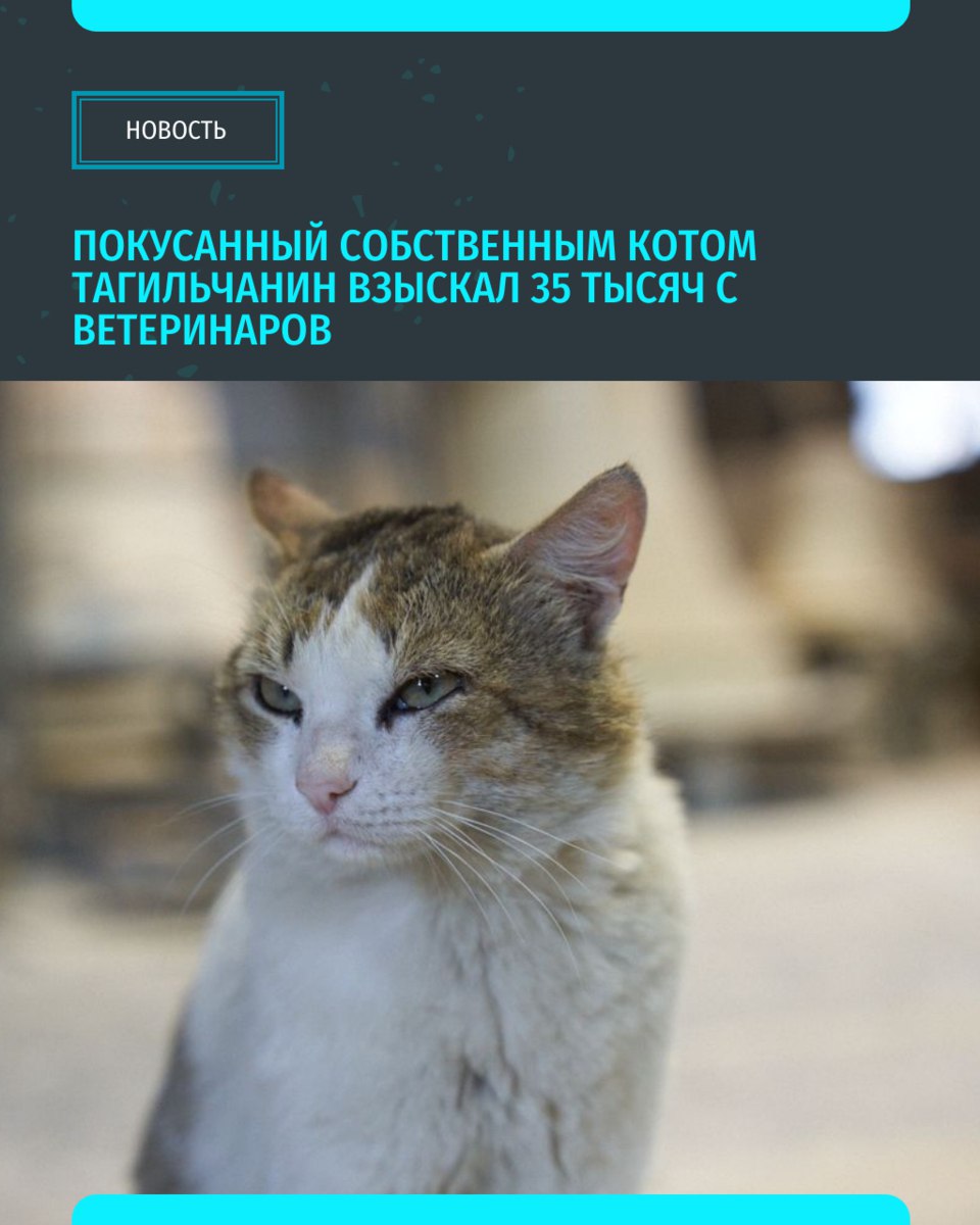 В Нижнем Тагиле мужчина, покусанный собственным котом, взыскал с ветеринаров свыше 35 тысяч рублей Ветеринар пригородной ветстанции попросила хозяина подержать на руках его кота и стала без обезболивающего и без фиксации вскрывать животному гнойник скальпелем. Обезумевший от боли кот разорвал хозяину руку, и тогда помощь понадобилась уже мужчине «Уральский меридиан»