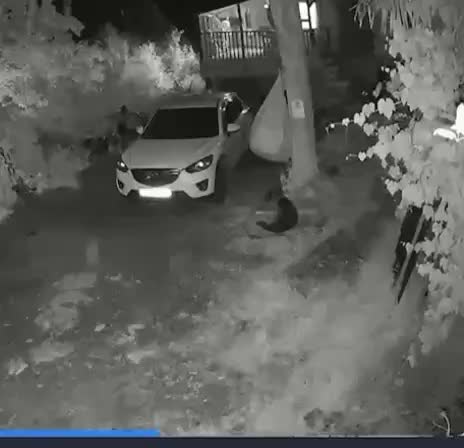 Медведица с медвежатами посетила дачные участки в Верхнем Юрте