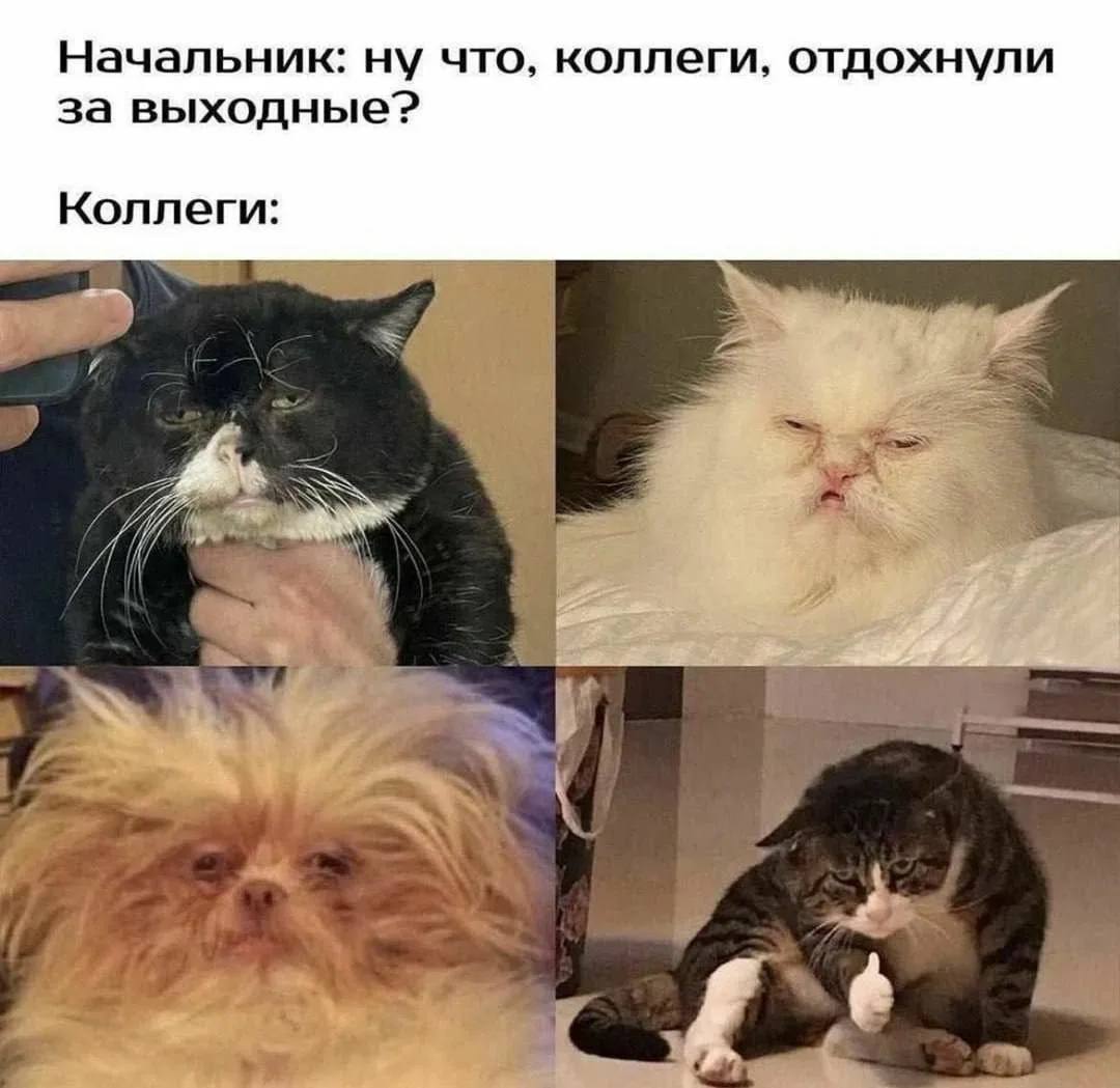 Январь пролетит быстро работать будем всего три недели Новогодние каникулы заканчиваются 11 января а уже с 12 го начинается первая рабочая неделя При этом по опросам во время праздников выходить на работу собирались 36 россиян кто то на основной работе кто то на подработке А вы готовы включаться в рабочий режим хочу ещё отдыхать да пора за дело Кубанские Новости   Мы в MAX