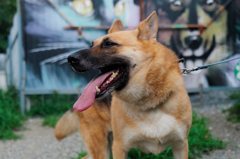 Штрафы за жестокое обращение с животными предложили направлять на содержание приютов Инициатива предполагает что деньги от взысканий помогут улучшить условия для бездомных животных Читать подробнее на сайте