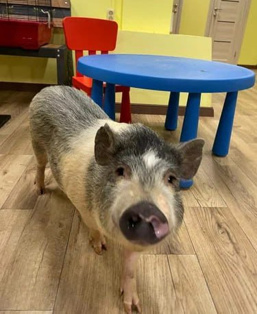 Мини свиньи работали сверх нормы в ярославском антикафе Жёсткое нарушение выявил Россельхознадзор Проверка показала что режим контакта с мини пигами превышал допустимые нормы в помещении не было укрытий и специальных зон для кормления и отдыха bankoffo