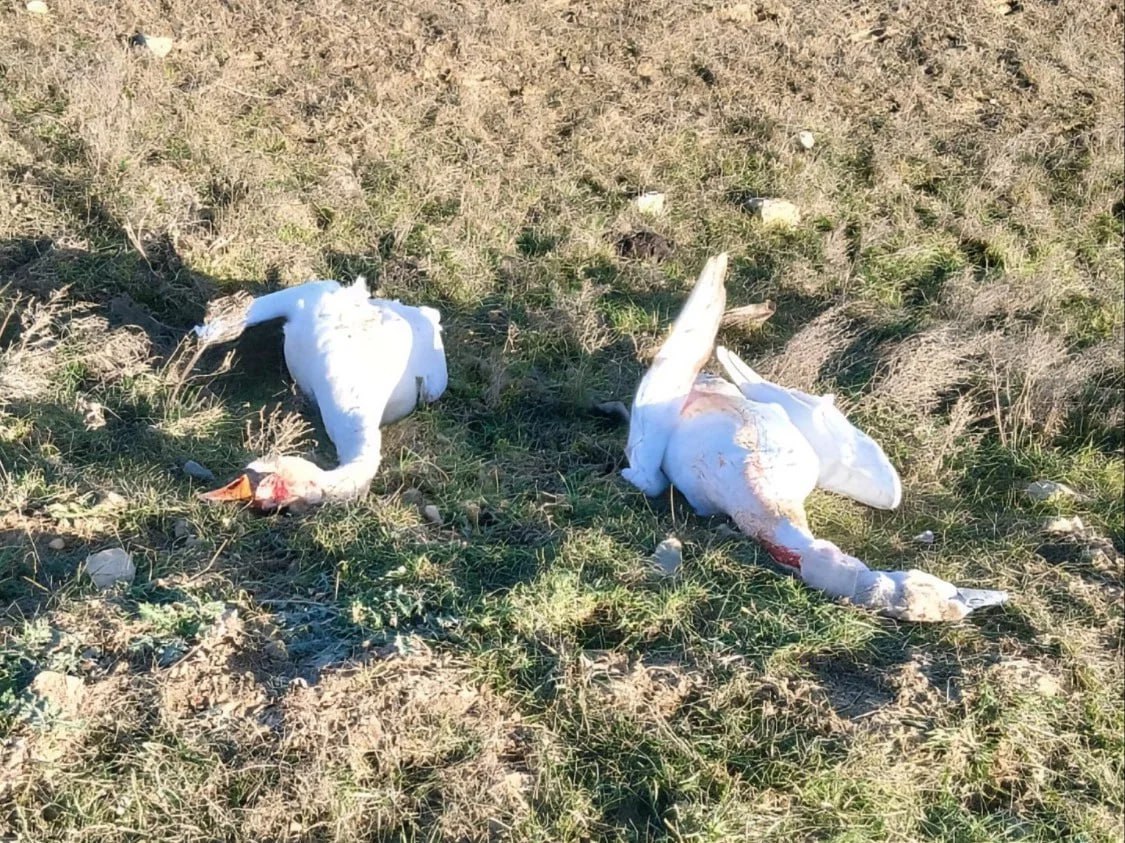 В Дагестане ищут мужчину подстрелившего лебедей вблизи аэропорта В Министерство природных ресурсов и экологии республики поступила информация о гибели двух лебедей в районе аэропорта Махачкалы По предварительным данным птиц забрал неизвестный мужчина Ведомство намерено передать полученные сведения в органы внутренних дел для установления всех обстоятельств происшествия личности предполагаемого нарушителя и его привлечения к ответственности