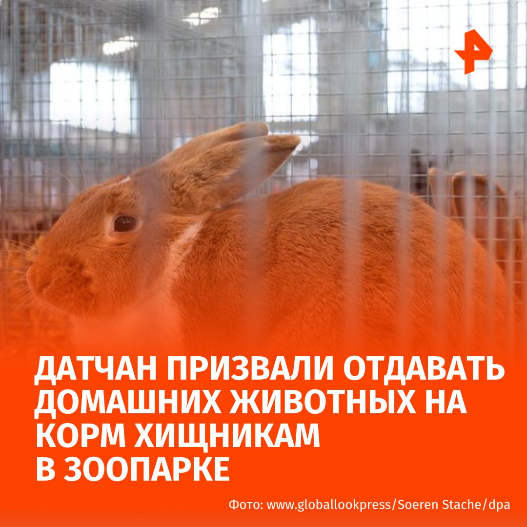 Зоопарк в датском городе Ольборг призвал жертвовать домашних животных на корм хищникам. Об этом сообщает журнал Stern.  "Если у вас есть здоровое животное, от которого по каким-либо причинам нужно отказаться, пожалуйста, пожертвуйте его нам", — приводится текст публикации пресс-службы зоопарка в соцсетях.  Кролики и морские свинки являются важной частью рациона хищников, уточнили в зоопарке. Предполагается, что люди будут сдавать домашних животных, к которым владельцы "потеряли интерес".  "Многие приносят крольчат из-за их высокой плодовитости", — рассказала зоолог Теа Луманд Фаддерсбелль.  В инструкции по сдаче животных уточняется, что их усыпляют и только после этого отдают на корм хищникам.      МАХ  Отправить новость