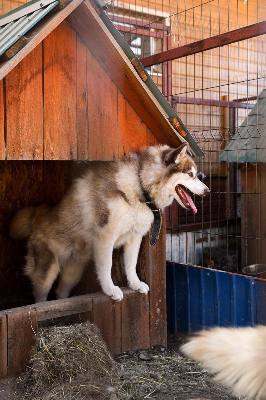 В Нижнем Новгороде ищут дом для нескольких хаски, которые раньше жили в «Терраски Парк». Популярный горнолыжный комплекс закрылся в 2023 году, после чего собак временно перевезли на экоферму Бабушкино.   По словам владелицы «Терраски Парк» Екатерины Шашковой, решение далось ей нелегко, но пришло время искать для собак новых заботливых хозяев. У всех хаски — трудная судьба, их привозили в комплекс с улицы или из приютов, зачастую в тяжелом состоянии.  «В Бабушкино старались изо всех сил сделать их площадку домом для этих четвероногих, подарить им ласку, кров и любовь. Но содержание требует затрат, сил и рук, собаки очень энергичные. Поиск опекунов не увенчался успехом. Поэтому они вынуждены просить помощи на поиск нового дома для них»  Для собак лучшим домом станет просторный вольер с утепленной будкой и возможностью свободного выгула на территории, поскольку хаски привыкли часто гулять на свежем воздухе. Некоторых собак лучше забирать парами, так как животные сильно привязались друг к другу, и разлука для них будет стрессом.