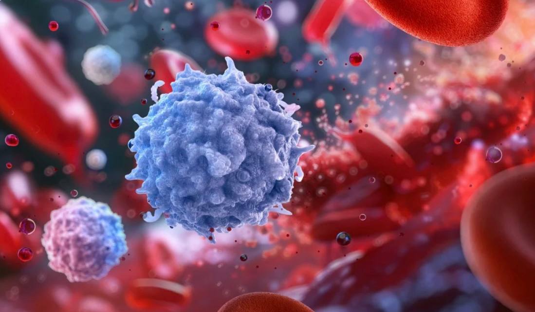 Генная терапия прокачала старый иммунитет у мышей Немецкие исследователи показали что коктейль всего из трёх матричных РНК вводимый два раза в неделю способен заметно омолодить иммунную систему старых мышей Ключевая цель Т клетки которые с возрастом выдыхаются хуже реагируют на прививки и онкологию и поддерживают хроническое воспаление Вместо того чтобы возиться с тимусом и гормонами учёные доставили мРНК трёх белков прямо в печень В ответ Т клеток стало больше они работали активнее лучше срабатывали и вакцины и противораковое лечение Эффект оказался временным по сути это не эликсир молодости а курс периодического апдейта иммунки Но сама идея прицельно омолаживать Т клетки выглядит многообещающе особенно если похожие механизмы подтвердятся у людей