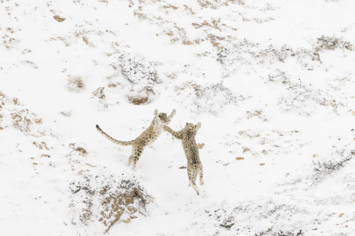 Объявлены победители Nature Photographer of the Year 2024  Престижная фотопремия Nature Photographer of the Year побила все рекорды – почти 23 тысячи работ из 96 стран мира боролись за звание лучшего снимка дикой природы. Главную награду и звание фотографа года получил итальянец Паоло Делла Рокка за уникальный кадр противостояния двух снежных барсов в заснеженной долине Спити на севере Индии.  "Это настоящий Святой Грааль в мире фотографии дикой природы", – отметило жюри конкурса.  Ещё больше снимков по этой ссылке.