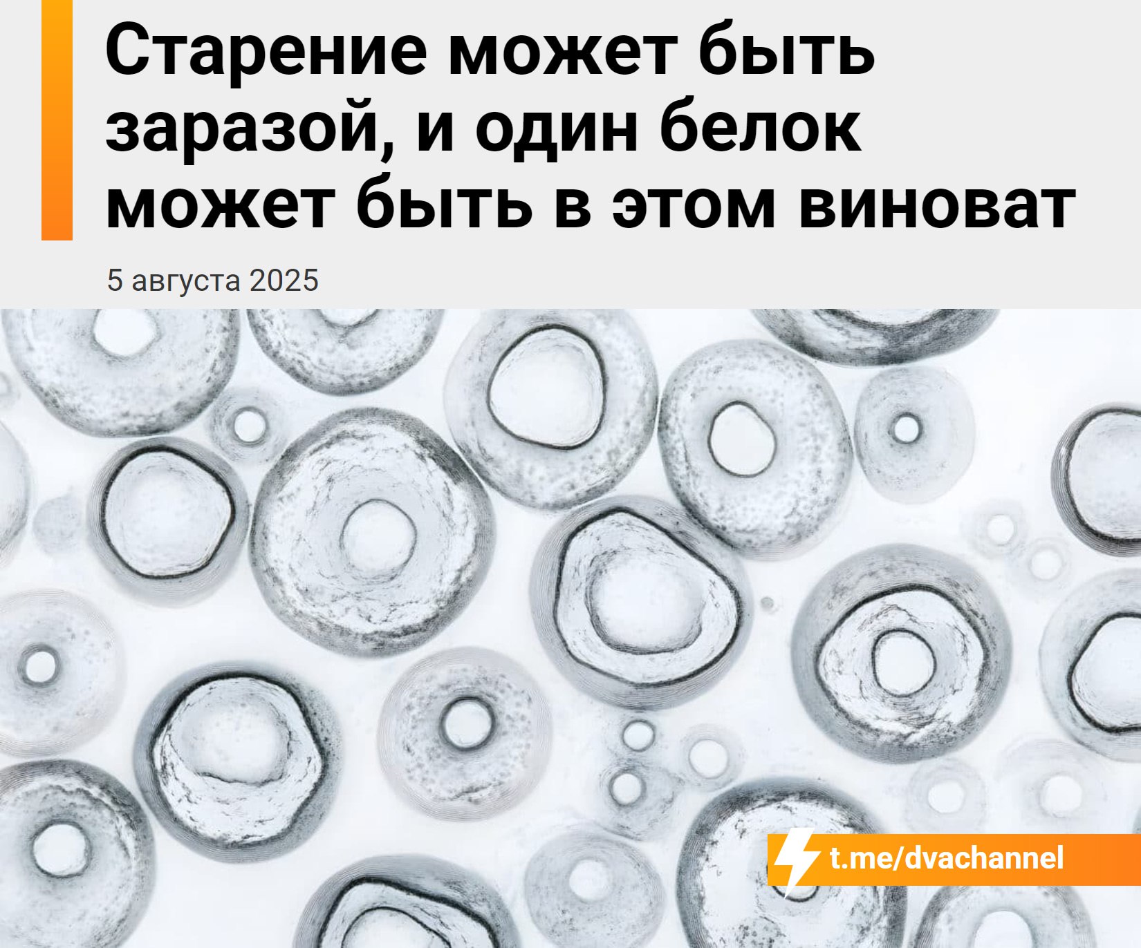 Старение — это настоящая зараза, и теперь это подтверждено наукой Учёные из Южной Кореи выяснили: старение — это болезнь, которая передаётся от клетки к клетке, вызывая цепную реакцию. Виновник — белок HMGB1. Когда его вводили мышам, те начинали стремительно стареть. Но если этот белок блокировать у пожилых людей, клетки запускают процессы восстановления, а старение замедляется. Более того — его можно повернуть вспять. Дескуфизация уже близко