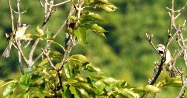 В Дальневосточном морском заповеднике Приморского края впервые зафиксировали пару китайских бюльбюлей Это первое подтверждённое свидетельство присутствия данного вида на территории Земли леопарда обычно они обитают в центральных и восточных районах Китая Встреча была неожиданной в утренние часы мы собирались выходить на учет змей и услышали незнакомое пение птиц доносилось оно с кроны деревьев С собой был фотоаппарат поэтому нам удалось снять незнакомый вид Такие птицы мне встретились впервые Я отправила полученные данные научному сотруднику Тихоокеанского института географии ДВО РАН Юрию Глущенко который подтвердил мою догадку это залетный вид ранее не фиксировавшийся на территориях Земли леопарда рассказала Ирина Маслова старший научный сотрудник ФНЦ Биоразнообразия ДВО РАН Ранее в России было отмечено всего шесть встреч с китайским бюльбюлем в разных частях юга Приморского края В 2020 году сотрудники Земли леопарда впервые зарегистрировали рыжеухого бюльбюля который за последние 60 лет в Приморье был замечен всего в нескольких десятках случаев Фото Ирина Маслова Земля леопарда Подписаться