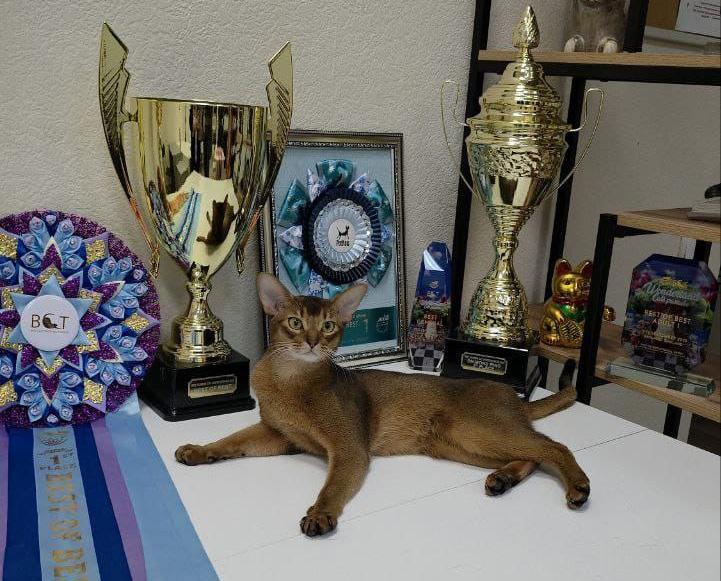 Абиссинский кот из Москвы стал самым красивым представителем семейства кошачьих в 2025 году по версии Всемирной федерации кошек Его хозяйка сообщила Агентству Москва что Дарлен Флер Далмор Блэк останется в питомнике и будет пробовать завести потомство пока котят у него нет Как пояснила собеседница агентства кот обладает уникальными для выставочной карьеры качествами Он очень харизматичный активный это вот прямо шоу кот Он прекрасно понимает что от него надо приходит на выставку и уже знает что здесь надо посмотреть так а встать вот так Он уже буквально может без меня выставляться Подпишись на Агентство Москва