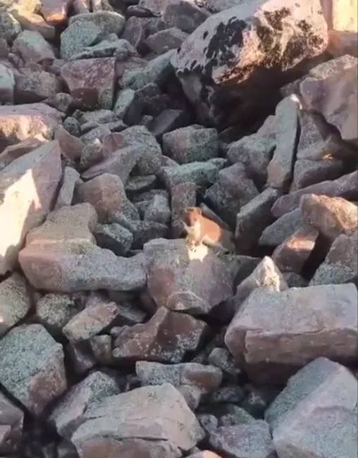 Горностая увидели днем в Сковородинском районе амурчанин зверька не признал Днем жителю Большого Невера удалось увидеть горностая Летом зверек меняет белую шубку на бурую поэтому амурчанин его не узнал Горностаи как отмечают специалисты ночные и скрытные хищники с отличными навыками маскировки Увидеть их днем большая редкость Несмотря на небольшие размеры горностай умелый и свирепый охотник В основном он охотится на мышевидных грызунов легко проникая в их убежища Иногда нападает на зайцев или глухарей В Приамурье горностаи живут преимущественно на севере в Тындинском Зейском и Селемджинском округах сообщают в управлении по охране животного мира Амурской области Скриншот видео t me ohotaamur28 ТЕЛЕПОРТ РФ здесь все об Амурской области Написать нам
