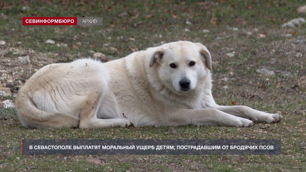 Моральный ущерб 14 детям, пострадавшим от безнадзорных собак, возместит Департамент городского хозяйства   Прокуроры Балаклавского, Гагаринского и Ленинского районов Севастополя, а также севастопольский межрайонный природоохранный прокурор провели проверки по сведениям, которые предоставили медучреждения.   Установлено, что за год – с марта 2023-го по март 2024-го – в разных районах города несовершеннолетние получили травмы из-за агрессии бродячих собак. При этом, вопреки требованиям законодательства, Департамент городского хозяйства не реализовал полномочия по отлову и содержанию животных без владельцев.  Из-за нападений уличных псов пострадавшим детям понадобилась медицинская помощь. В этой связи прокурор направил в суд исковые заявления о взыскании с департамента компенсации морального вреда. Ленинский районный суд Севастополя вынес решения о взыскании средств на общую сумму 380 тысяч рублей.  Департамент попытался обжаловать вердикт суда, но безуспешно. Судебные решения вступили в законную силу – сообщили в пресс-службе надзорного ведомства.    НТС - Новости Севастополя