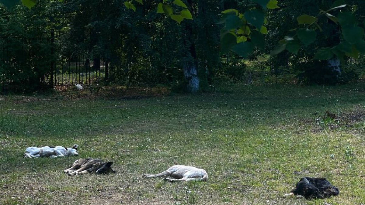 Под Самарой введен карантин из за смертельной болезни В поселке Смышляевка ветеринарными врачами были зафиксированы случаи заболевания животных бешенством Соответствующее Постановление опубликовано на официальном сайте Правительства Самарской области Подробности на нашем сайте ГТРК Самара MAX lВК lОК lСАЙТ