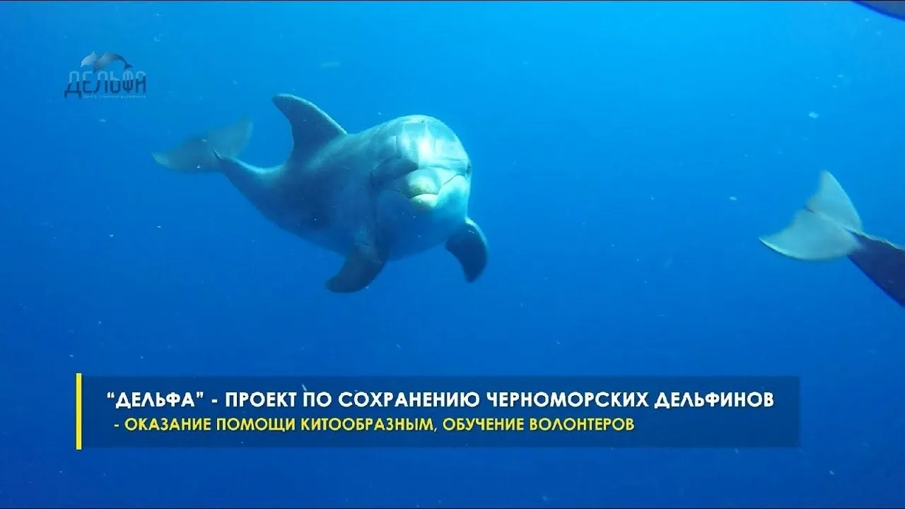 В Анапе летом откроют стационар экстренной помощи для дельфинов Госпиталь начнет работать в июне в селе Супсех Это проект научно экологического центра спасения дельфинов Дельфа Финансировалось строительство за счет пожертвований Особую роль сыграло сотрудничество с Центром реабилитации средиземноморских черепах имени Никольского Эта организация предоставила часть своего участка в Супсехе К этому моменту госпиталь для спасения китообразных уже почти готов Он будет представлять собой специальный павильон с крытым бассейном глубиной 2 метра и площадью 60 кв метров В бассейне предусмотрена особая система очистки без использования хлора Животных будут транспортировать с использованием специального гидравлического подъемника