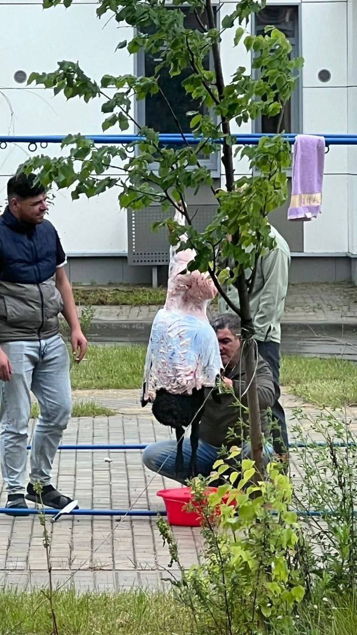 Троицк Новая Москва . На детской площадке посреди ЖК мигранты разделали барана и подвесили его на турник, чтобы слить кровь. Шокированные местные жители пожаловались на ситуацию в соцсетях.