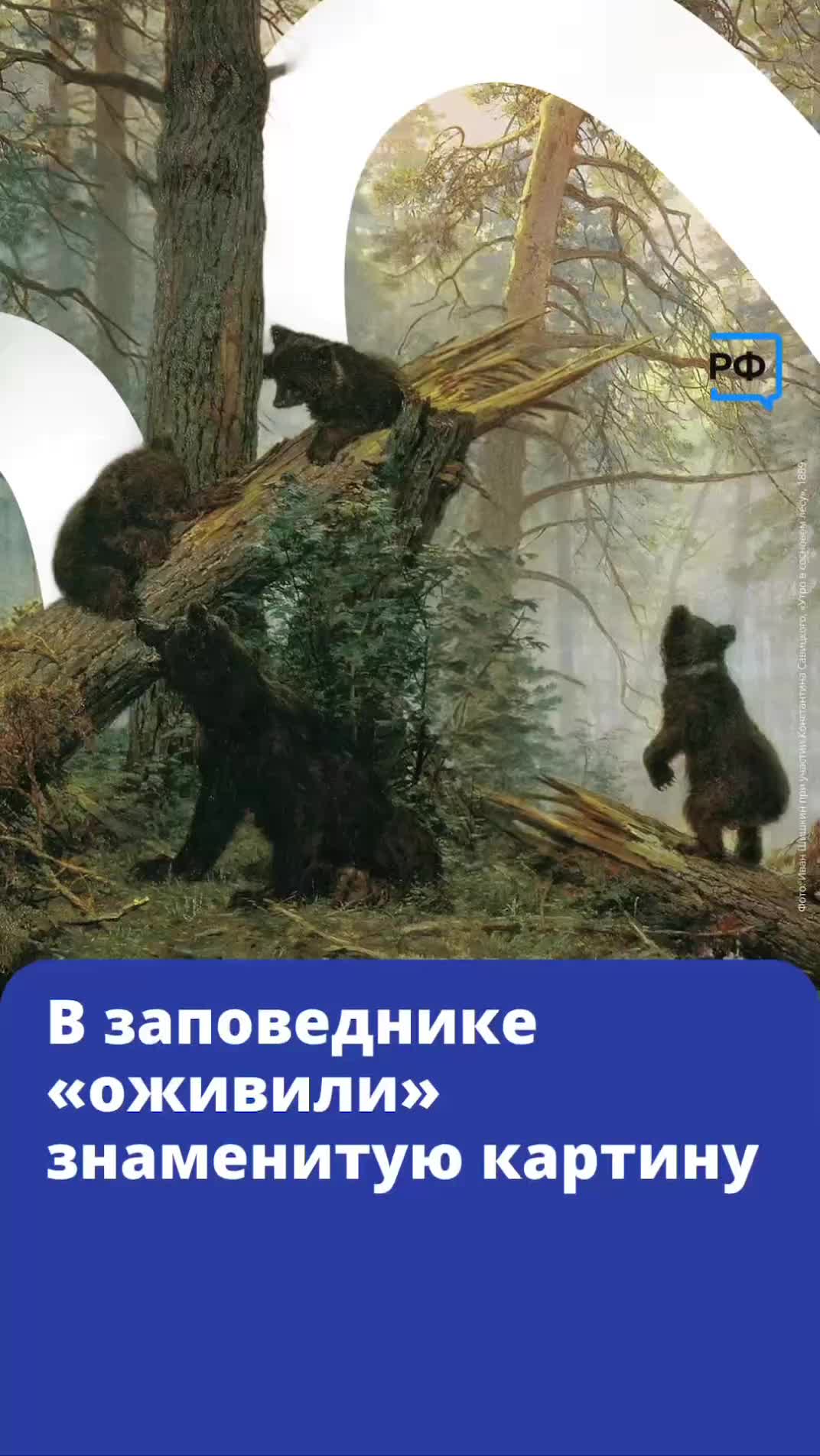 Медвежата из Хинганского заповедника повторили сцену из картины Шишкина